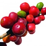 coffee berries We LOVE Coffee!
